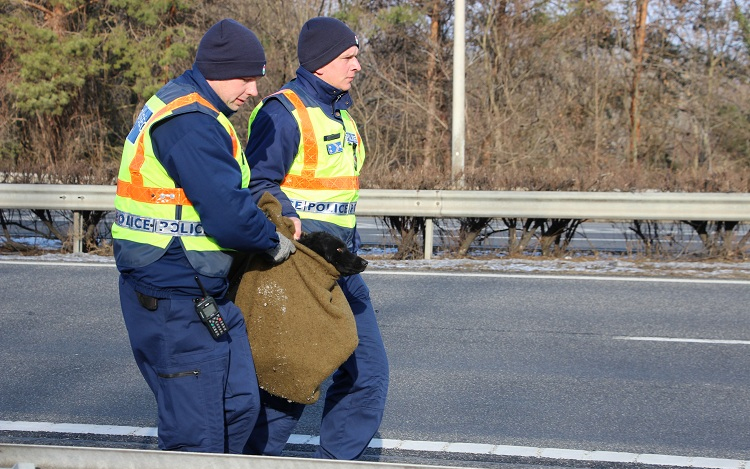 RENDŐRÖK MENTETTÉK MEG A KUTYÁT 