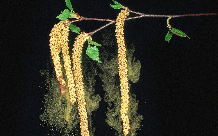 Pollen jelentés