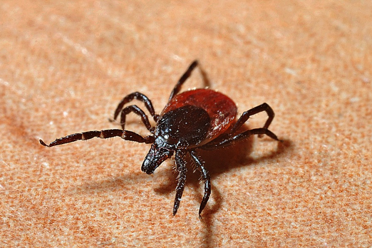 Nagyon veszélyes kullancsot találtak Vas megyében