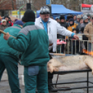 Tatabányai Malacságok