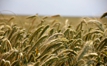 Rekordteljesítményt érhet el az agrárium idén