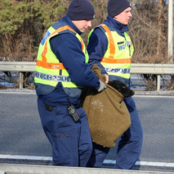 RENDŐRÖK MENTETTÉK MEG A KUTYÁT