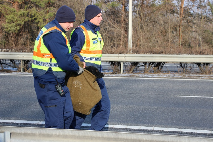 RENDŐRÖK MENTETTÉK MEG A KUTYÁT